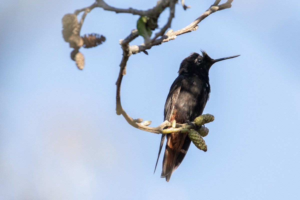 Black-hooded Sunbeam - Andres Leon-Reyes