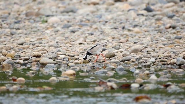 Pied Plover - ML622512497