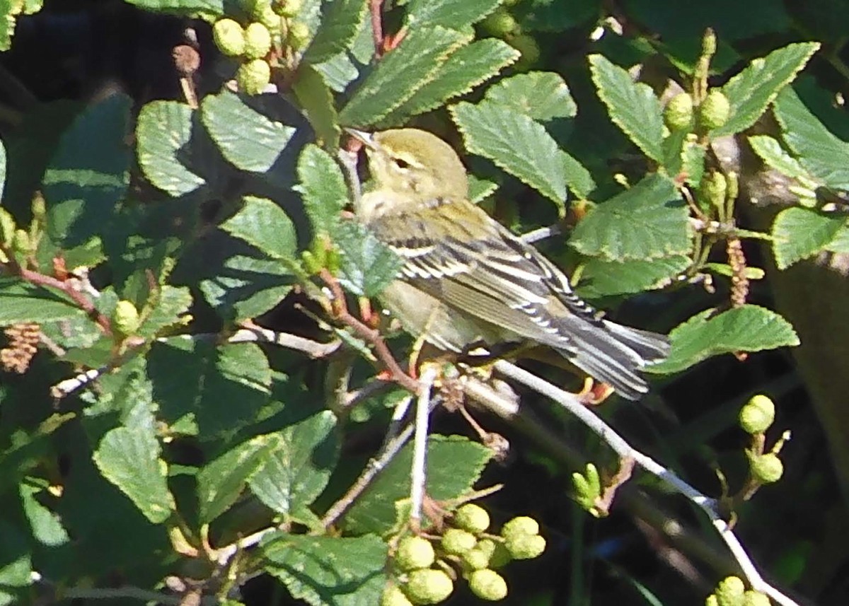 Blackpoll Warbler - ML622512529