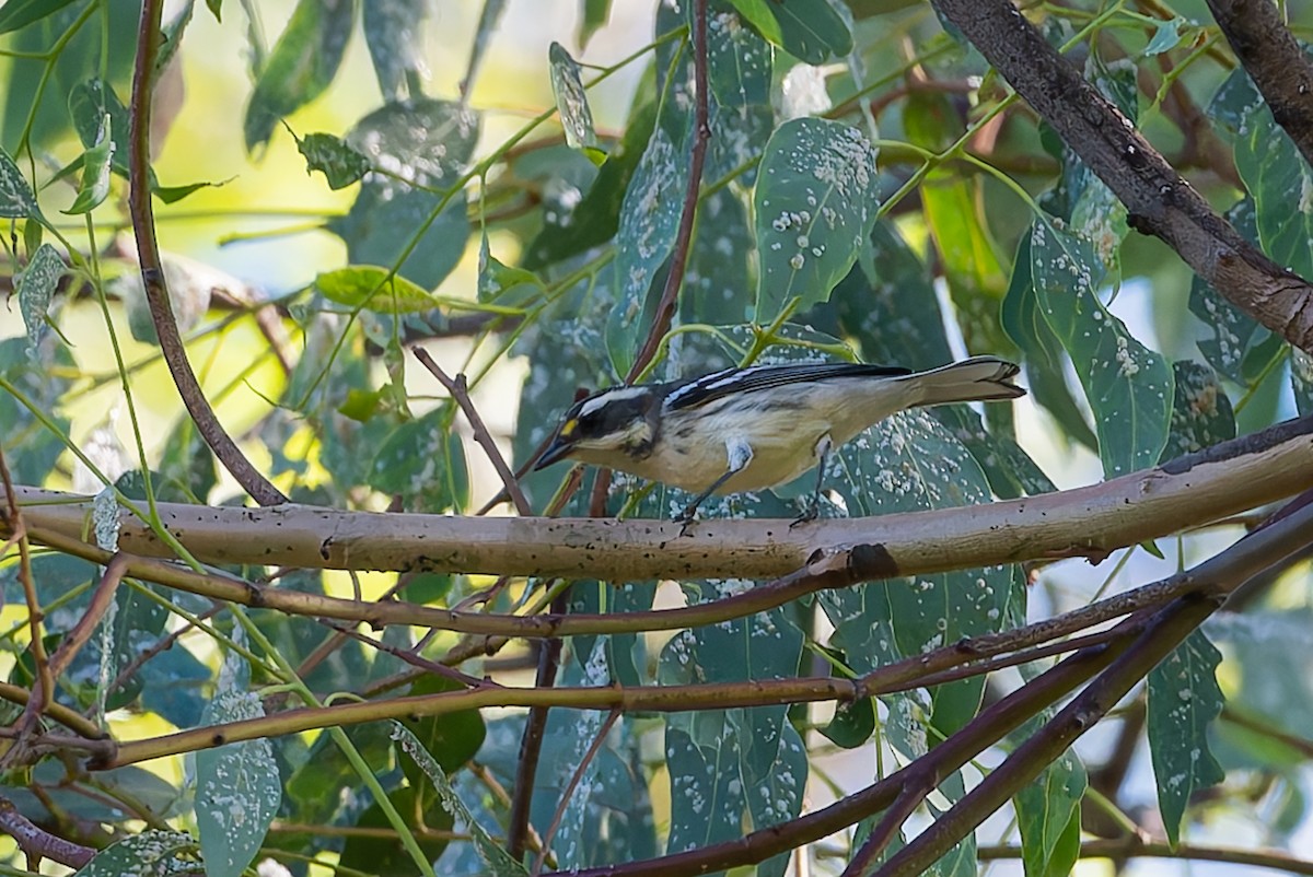 Black-throated Gray Warbler - ML622512564