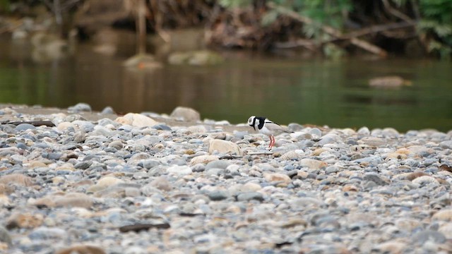 Pied Plover - ML622512567