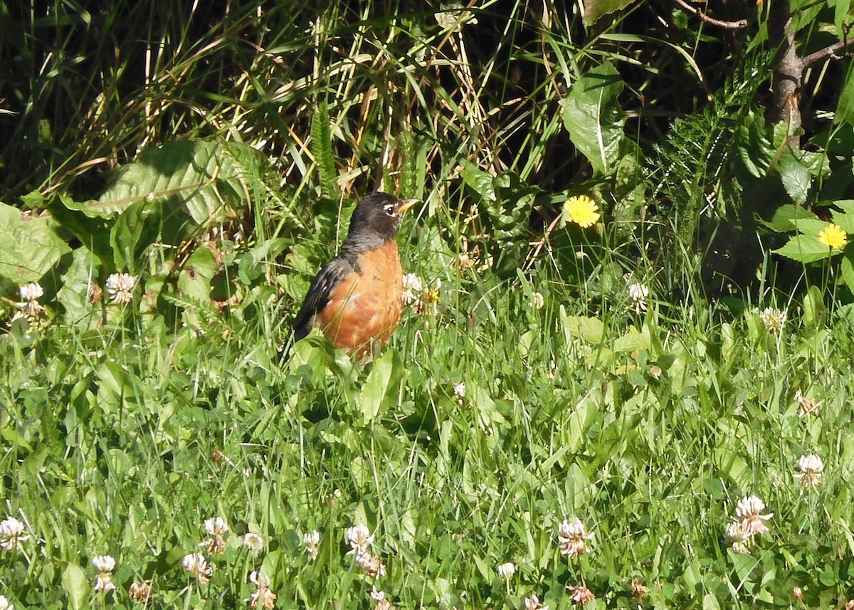 American Robin - ML622512635