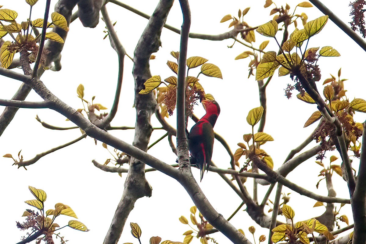 Black-capped Lory - ML622512724