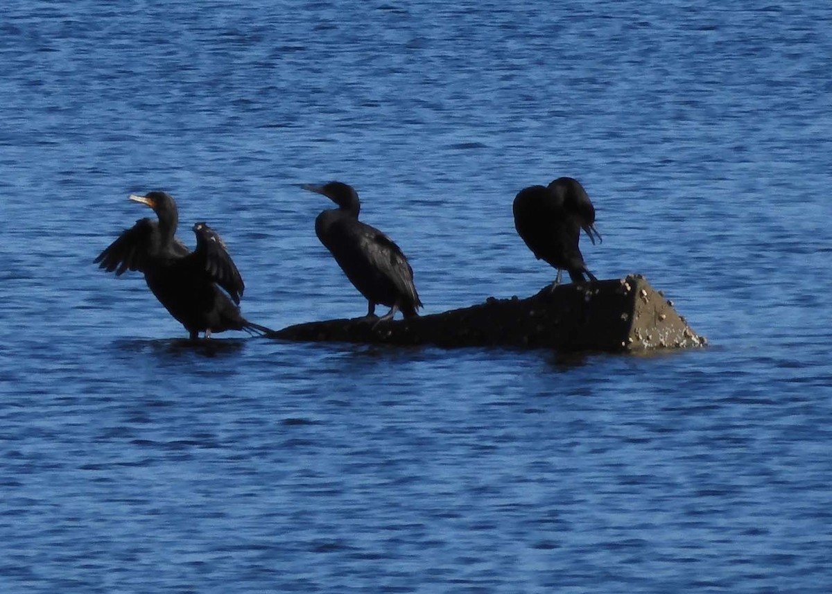 Double-crested Cormorant - ML622512767