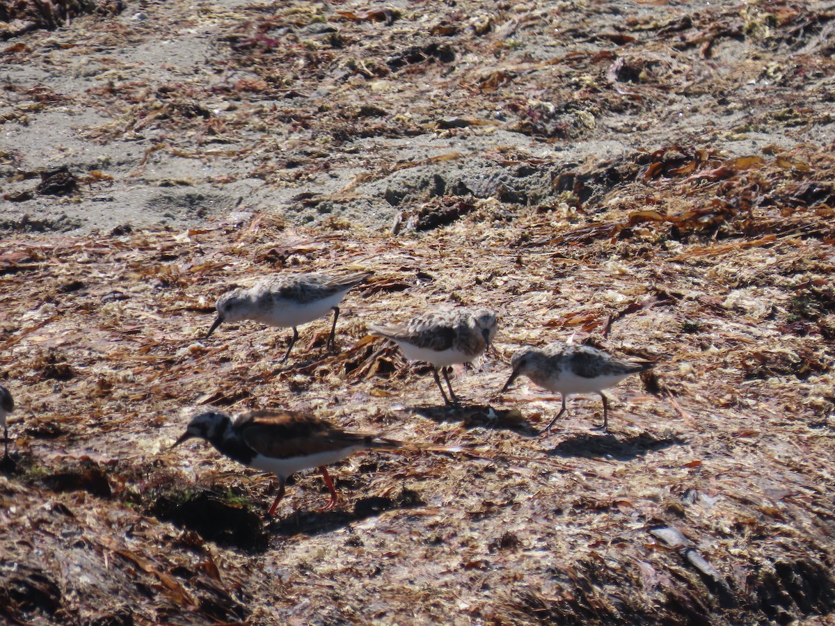 Sanderling - ML622512825