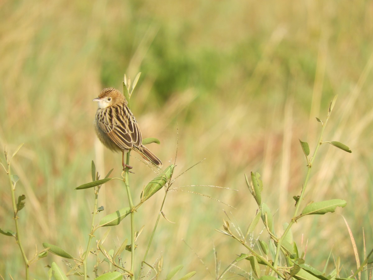 Pectoral-patch Cisticola - ML622512831