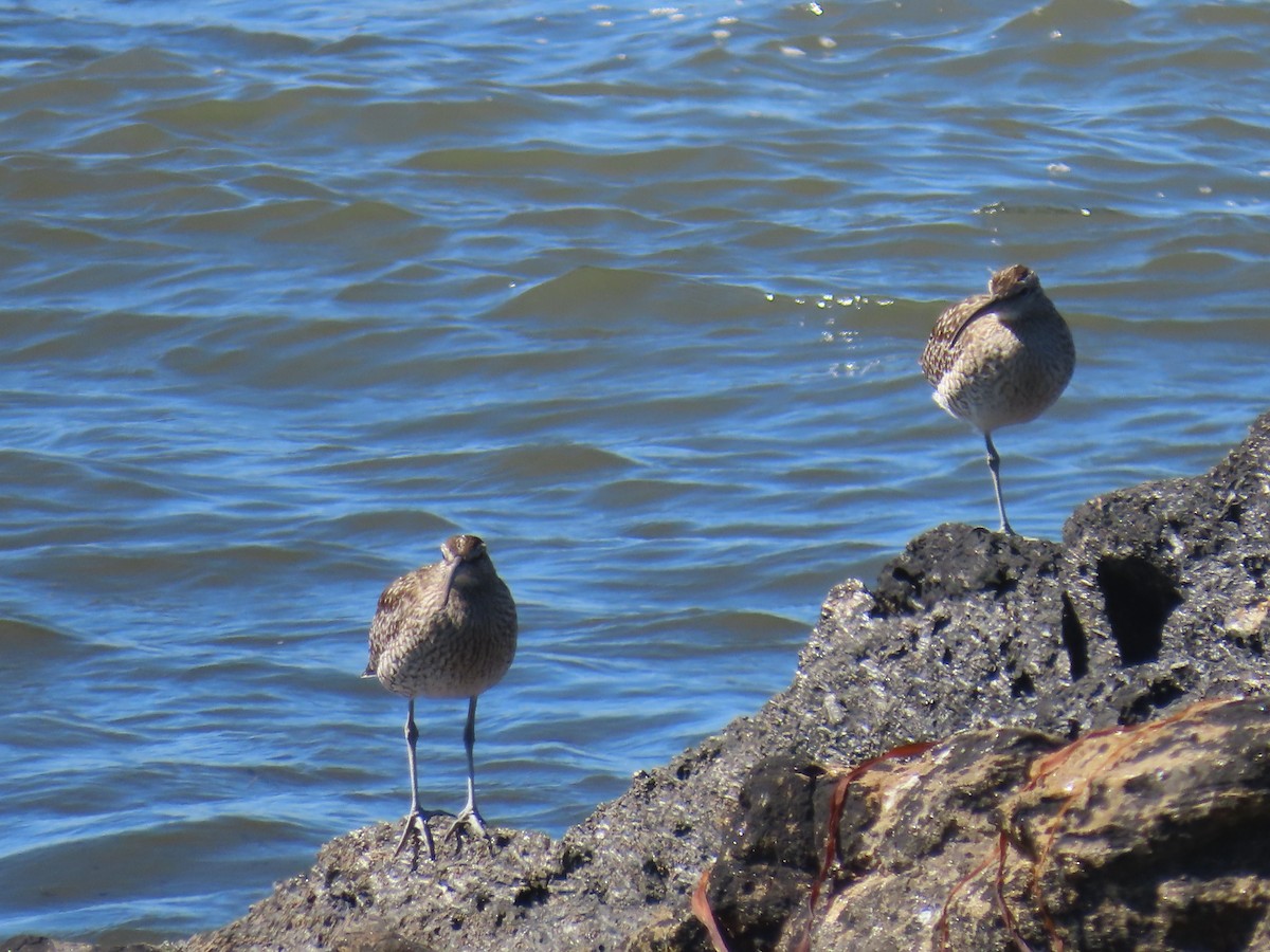 Whimbrel - ML622512837