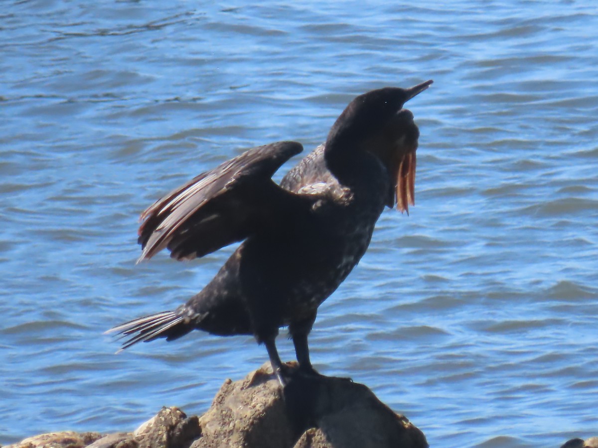 Great Cormorant - ML622512842