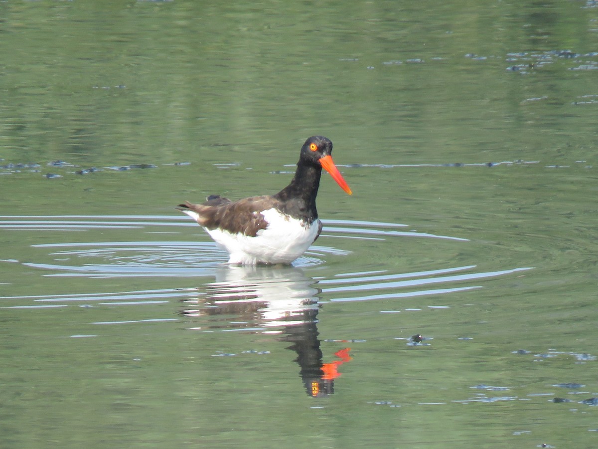 American Oystercatcher - ML622512846