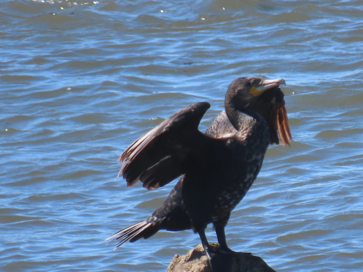 Great Cormorant - ML622512847