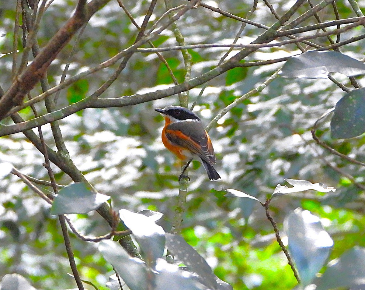 Cape Batis (Gray-mantled) - ML622512849