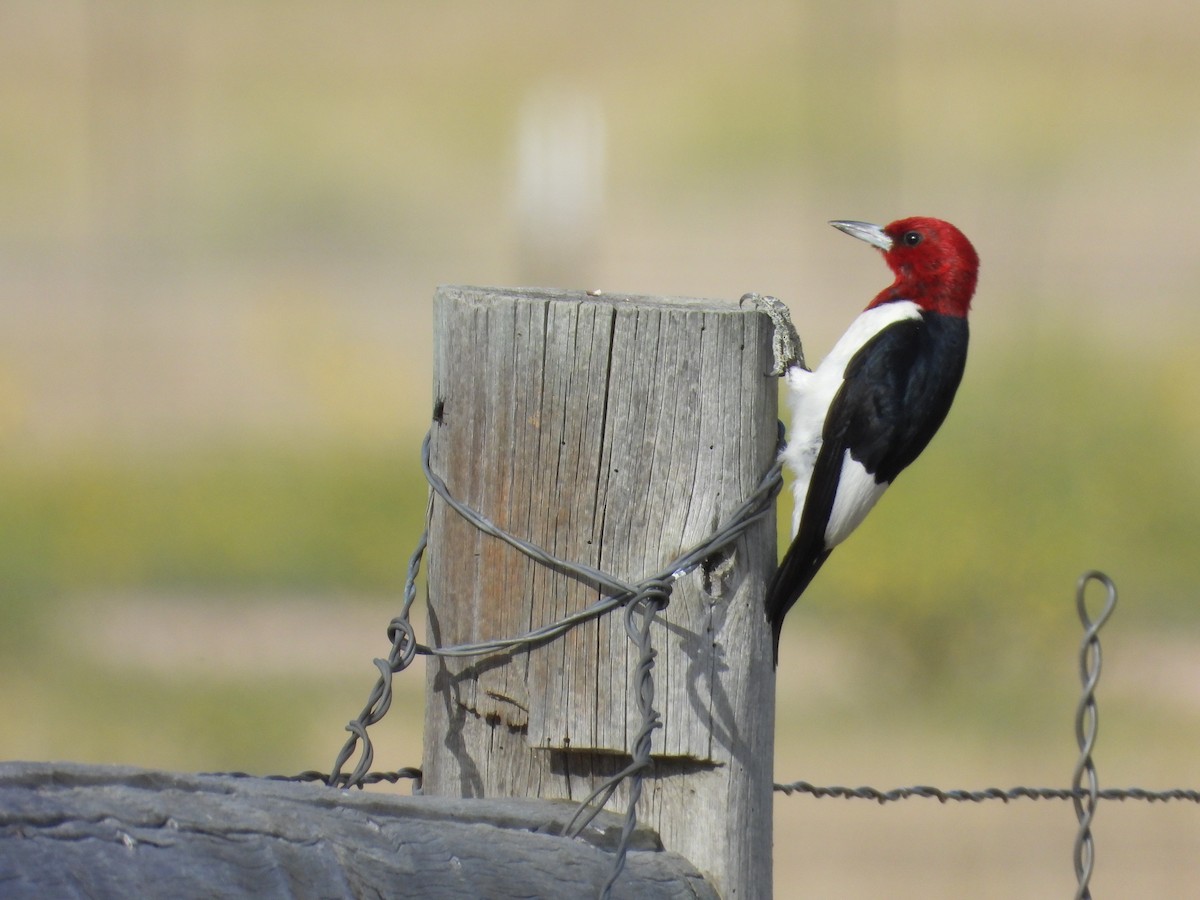 Red-headed Woodpecker - ML622512856