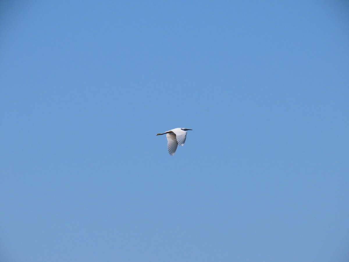 Little Egret - ML622512860