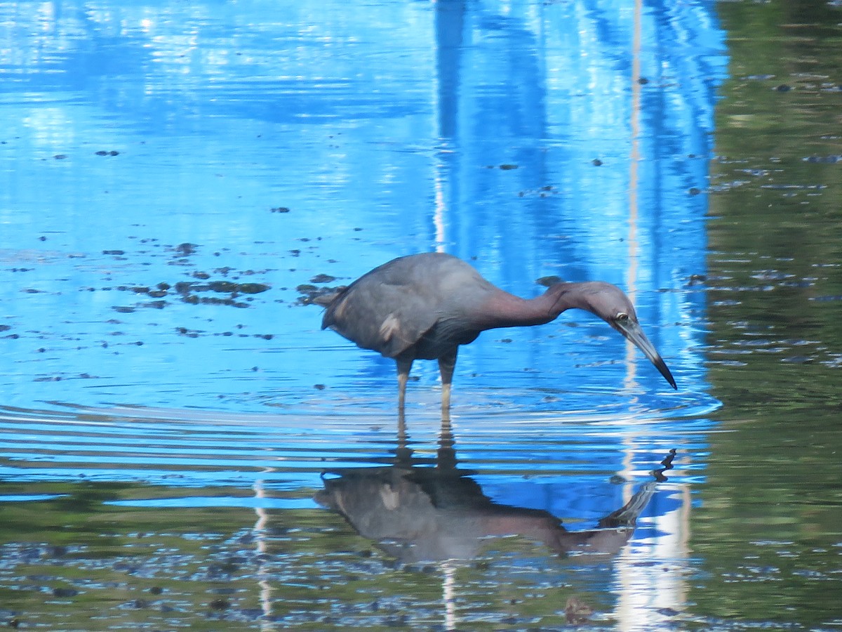 Little Blue Heron - ML622512862
