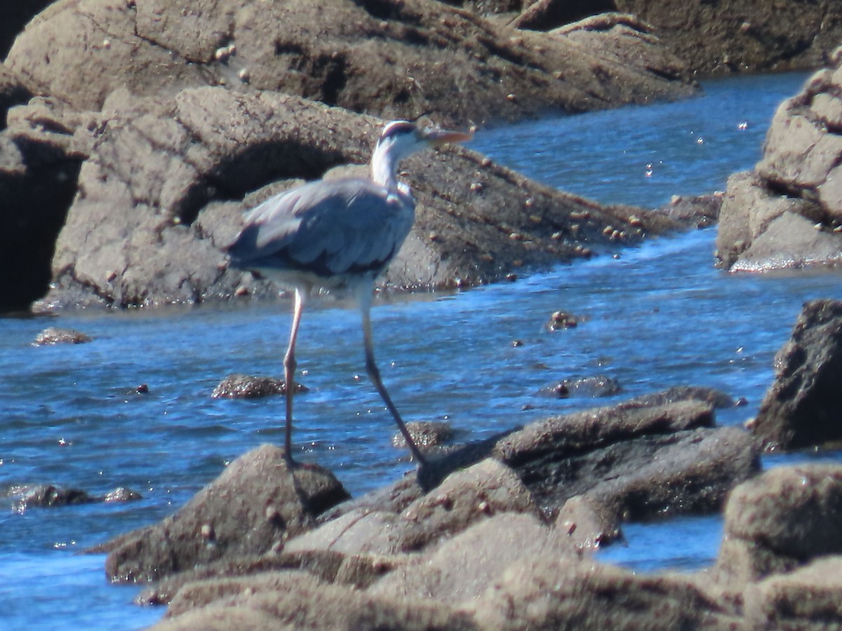 Gray Heron - ML622512880