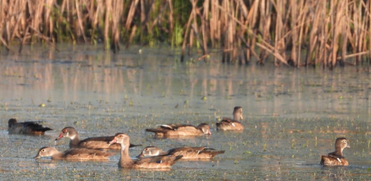Wood Duck - ML622512899