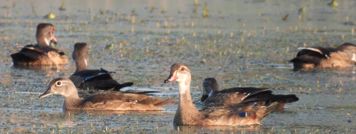Wood Duck - ML622512900