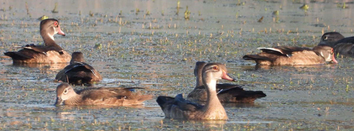 Wood Duck - ML622512901