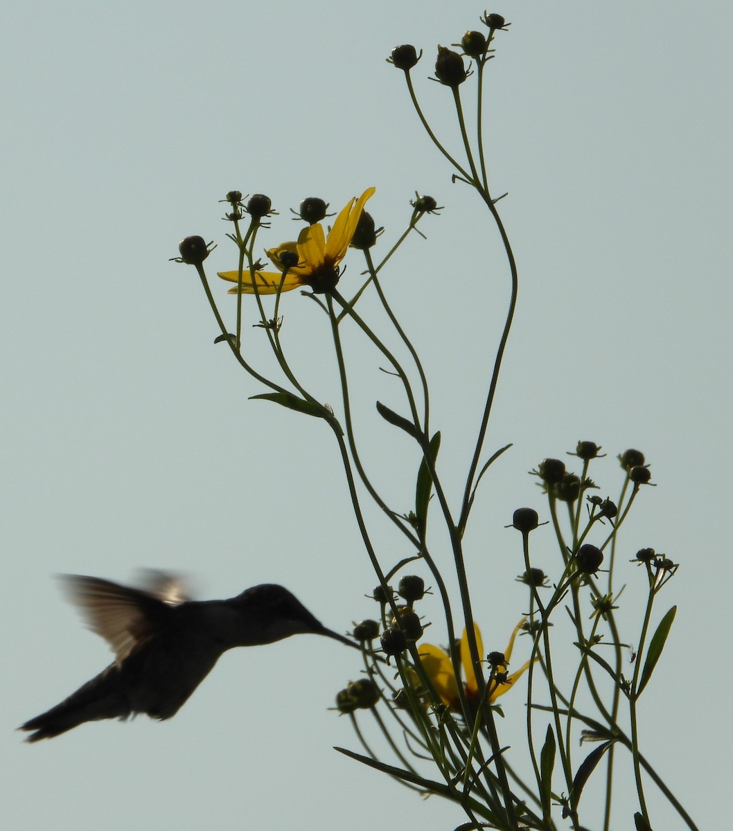 Ruby-throated Hummingbird - Brent Daggett