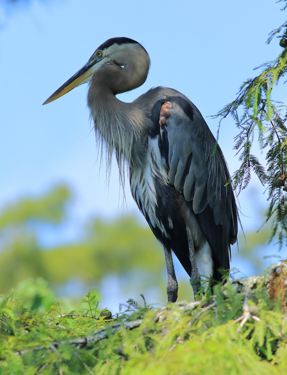 Great Blue Heron - ML622512950