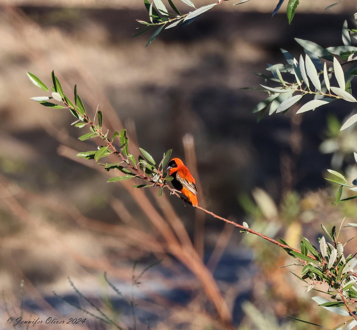 Northern Red Bishop - Jennifer Oliver