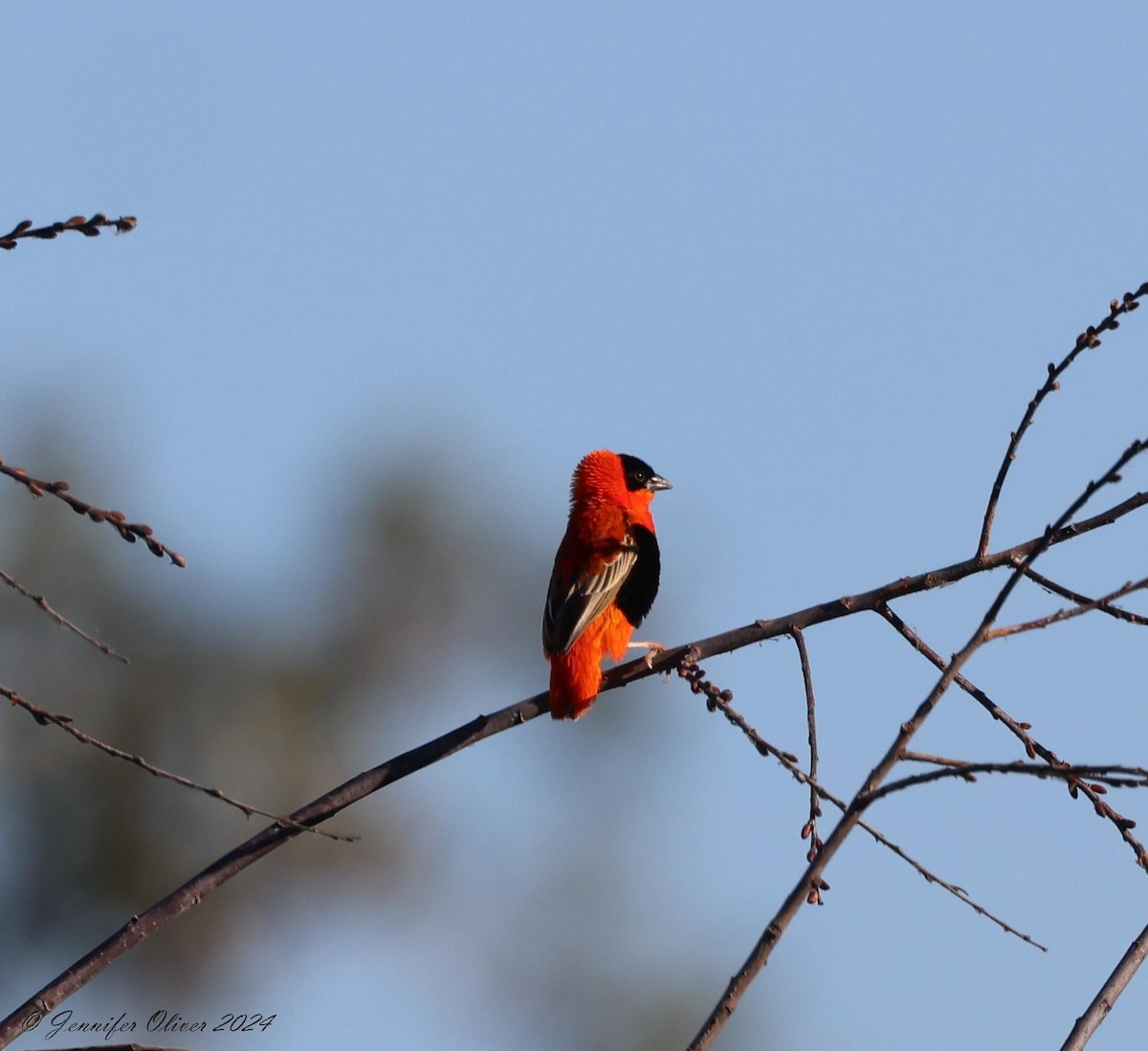 Northern Red Bishop - Jennifer Oliver