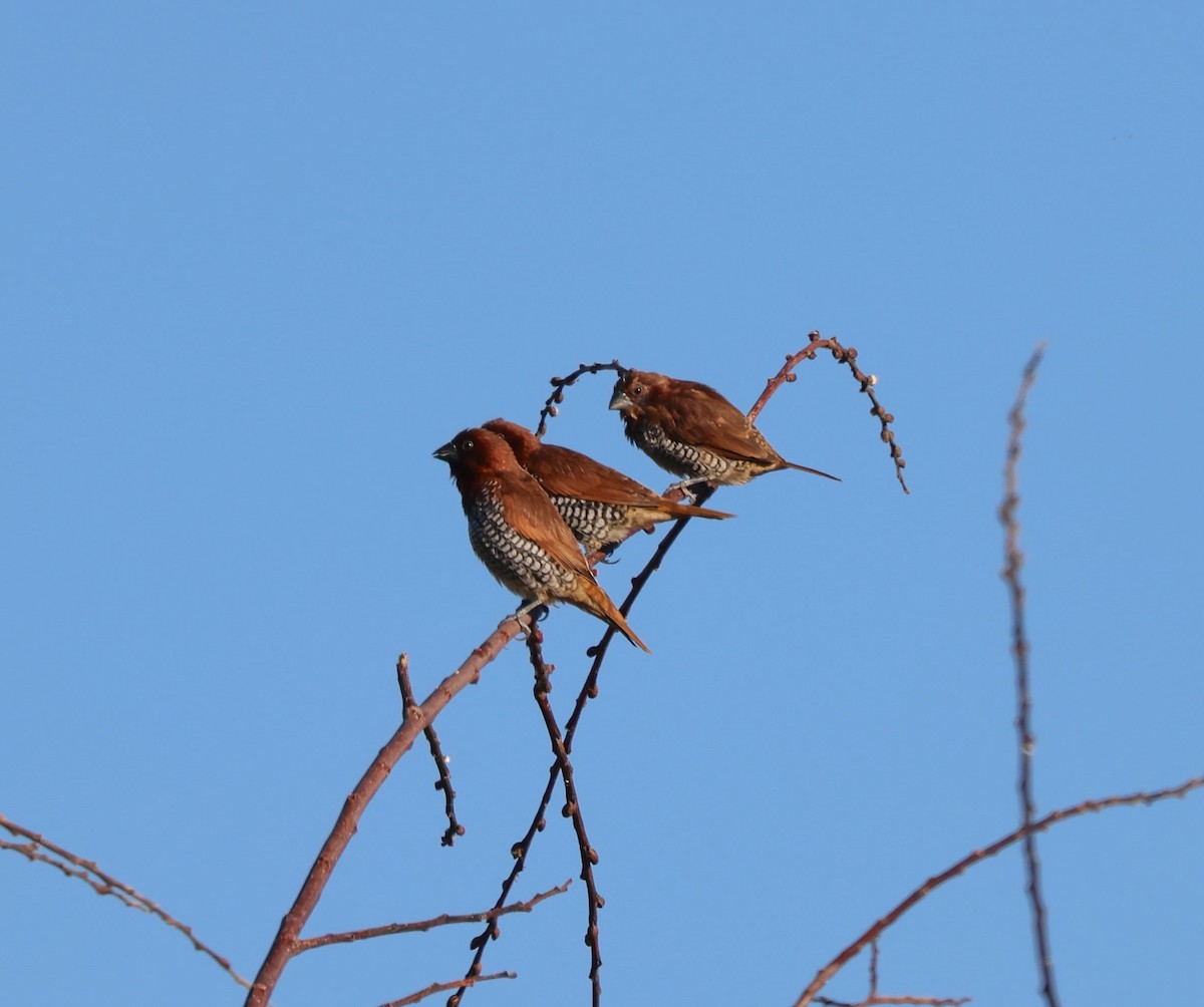 Scaly-breasted Munia - ML622512964