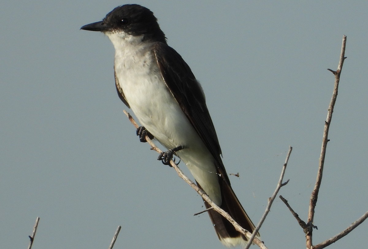 Eastern Kingbird - ML622512965