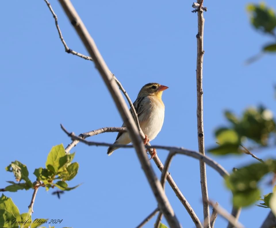 Northern Red Bishop - ML622512968