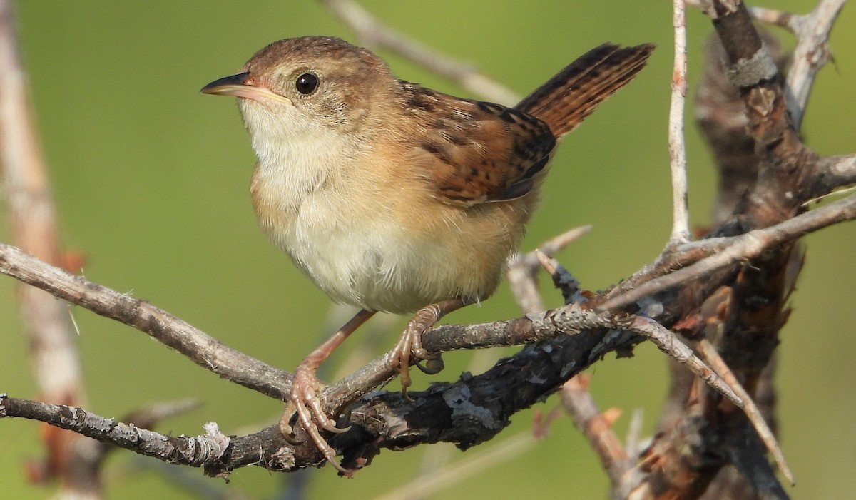 Sedge Wren - ML622513012