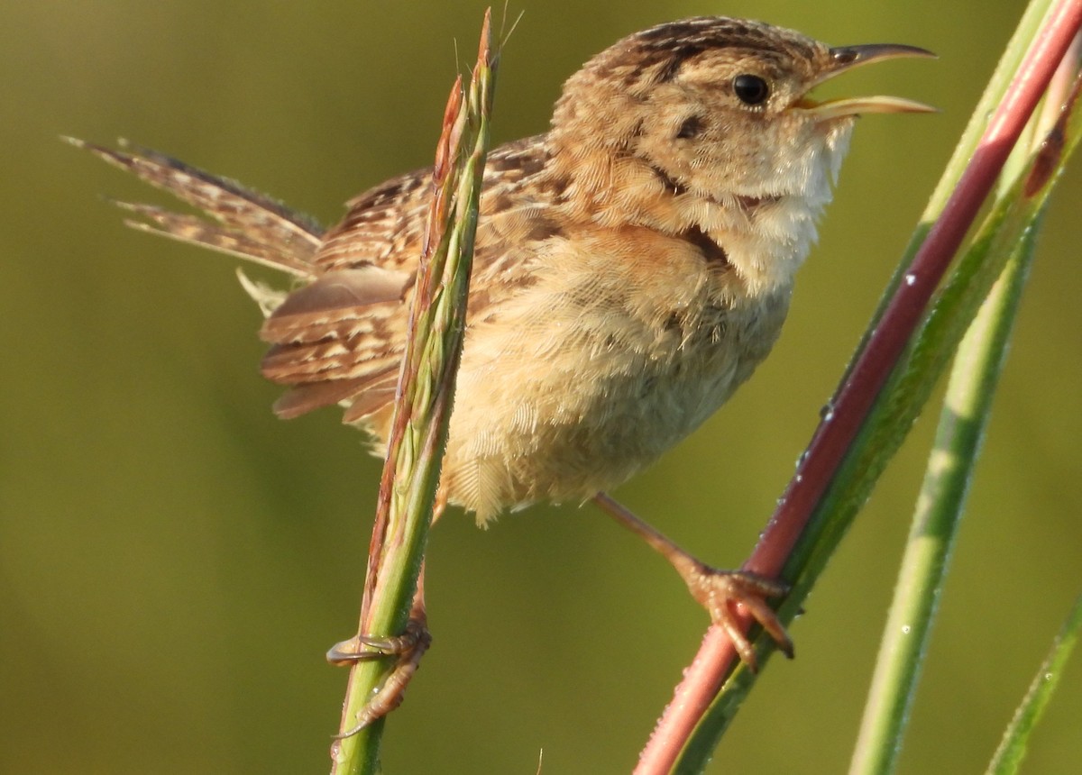 Sedge Wren - ML622513013