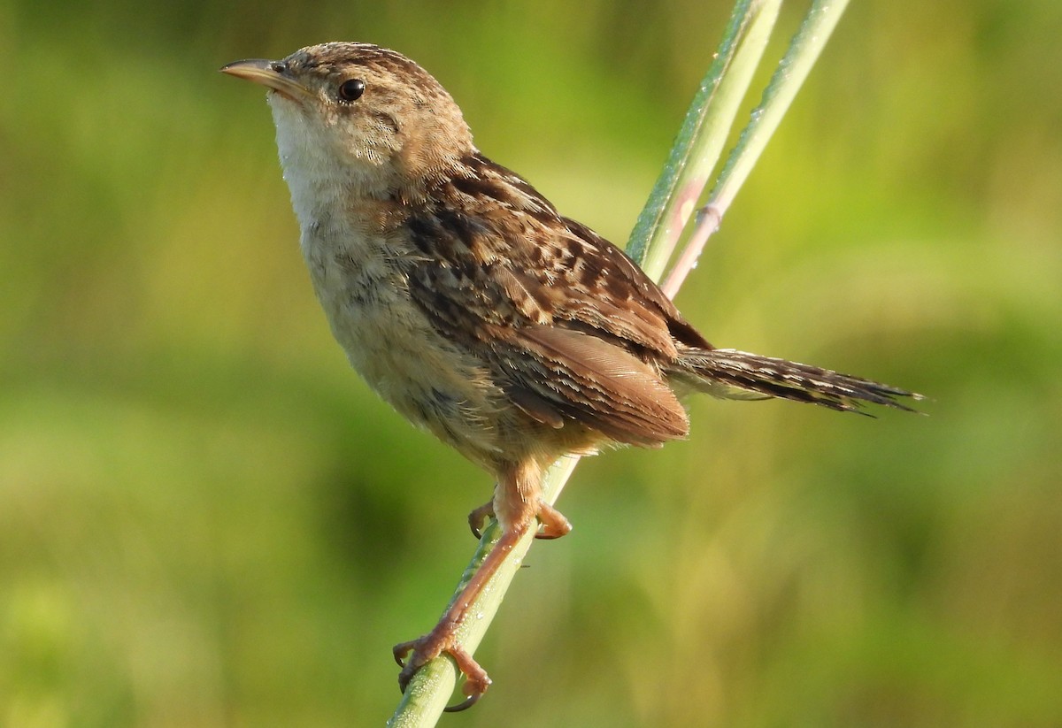 Sedge Wren - ML622513014