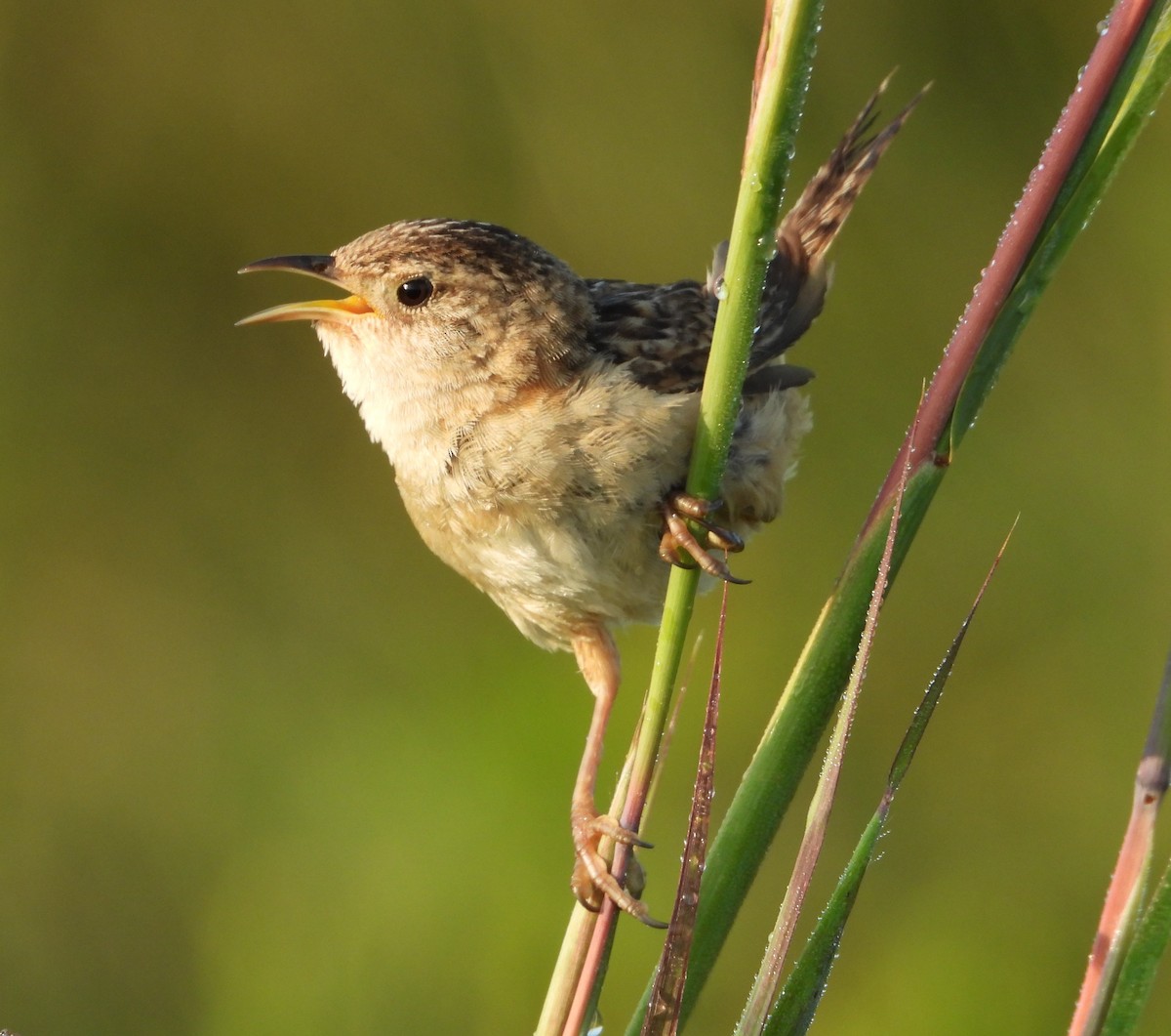 Sedge Wren - ML622513015