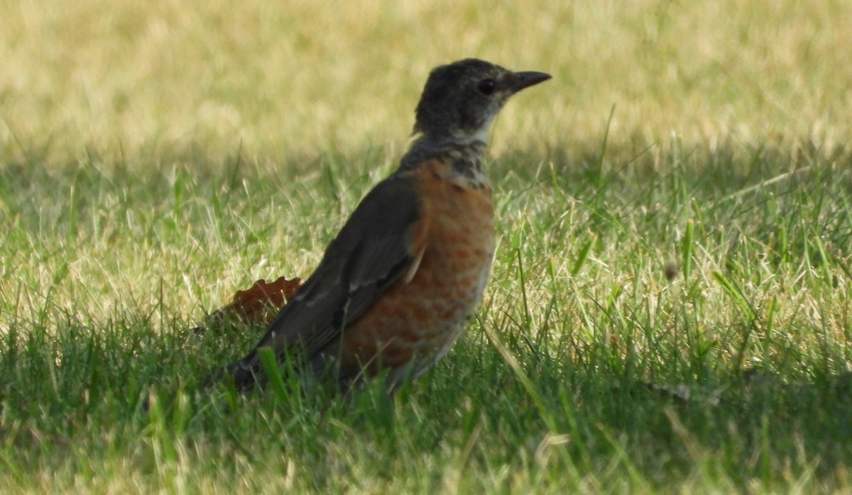 American Robin - ML622513027