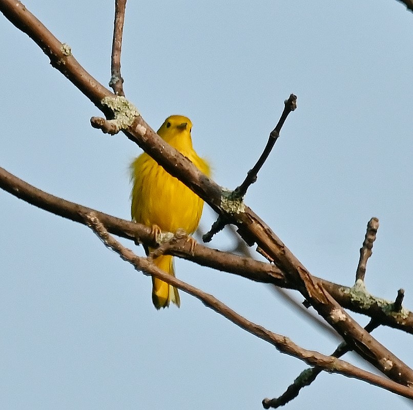 Yellow Warbler - ML622513148