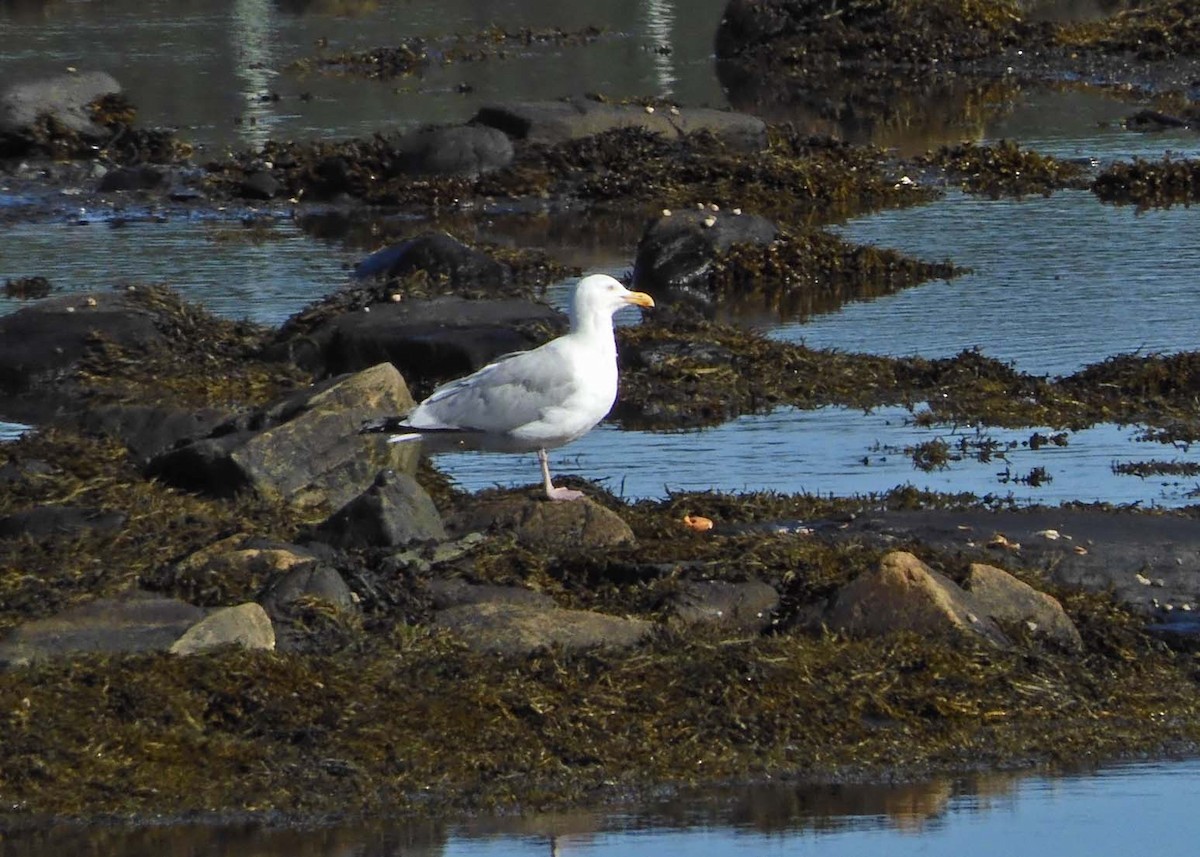 Herring Gull (American) - ML622513152