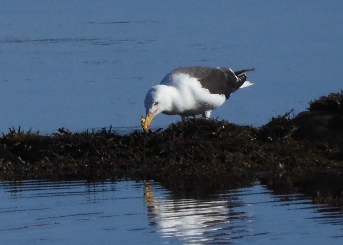 Great Black-backed Gull - ML622513232