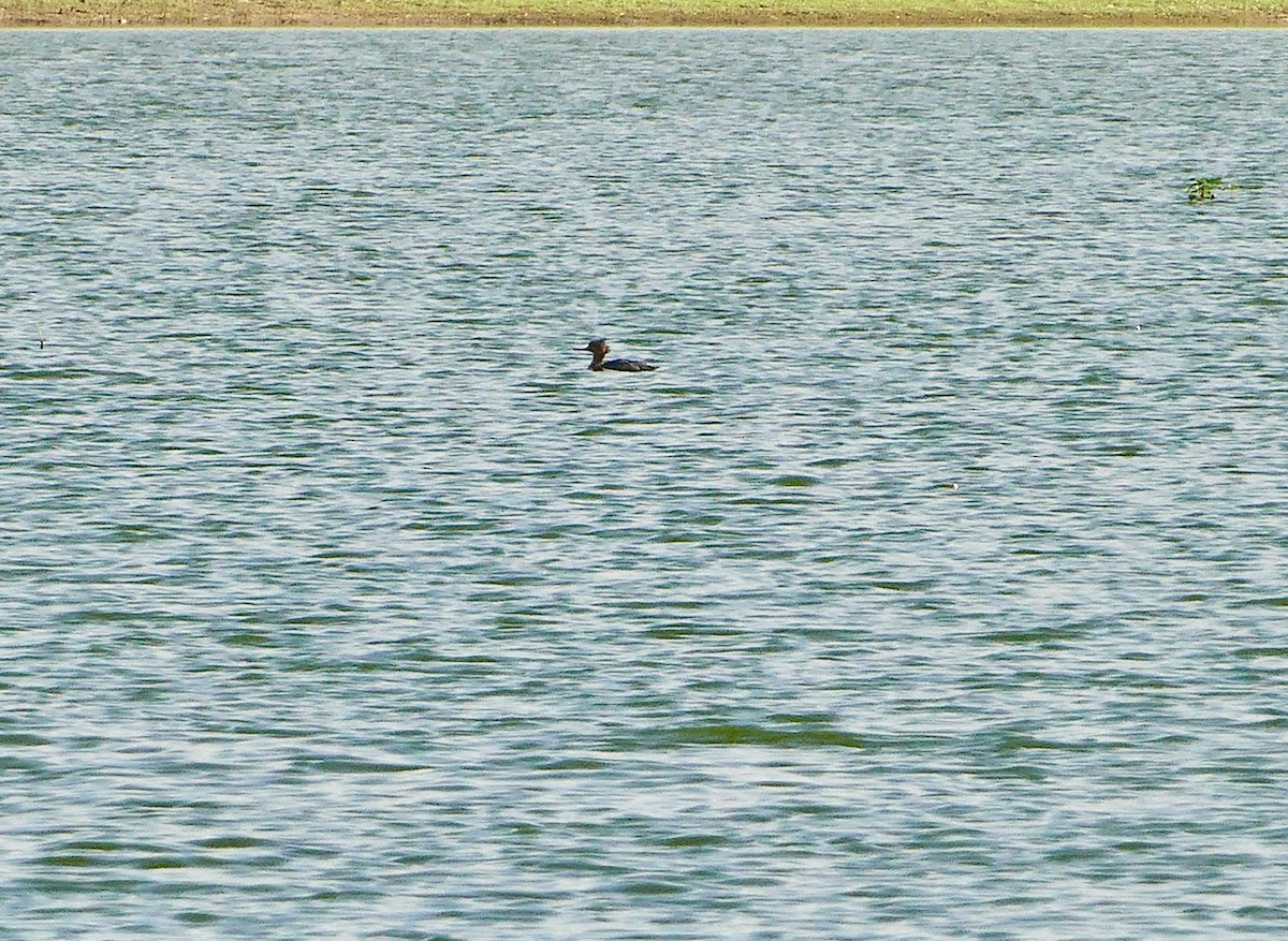 Red-breasted Merganser - ML622513260