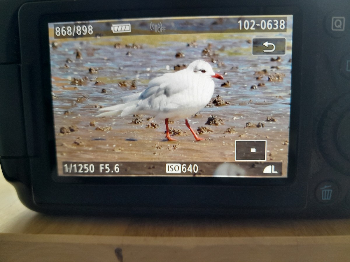 Mediterranean Gull - Erik FORSYTH