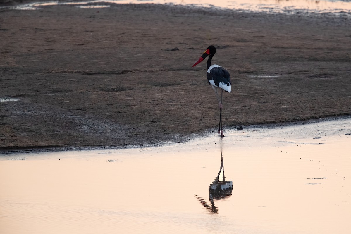 Saddle-billed Stork - ML622513453