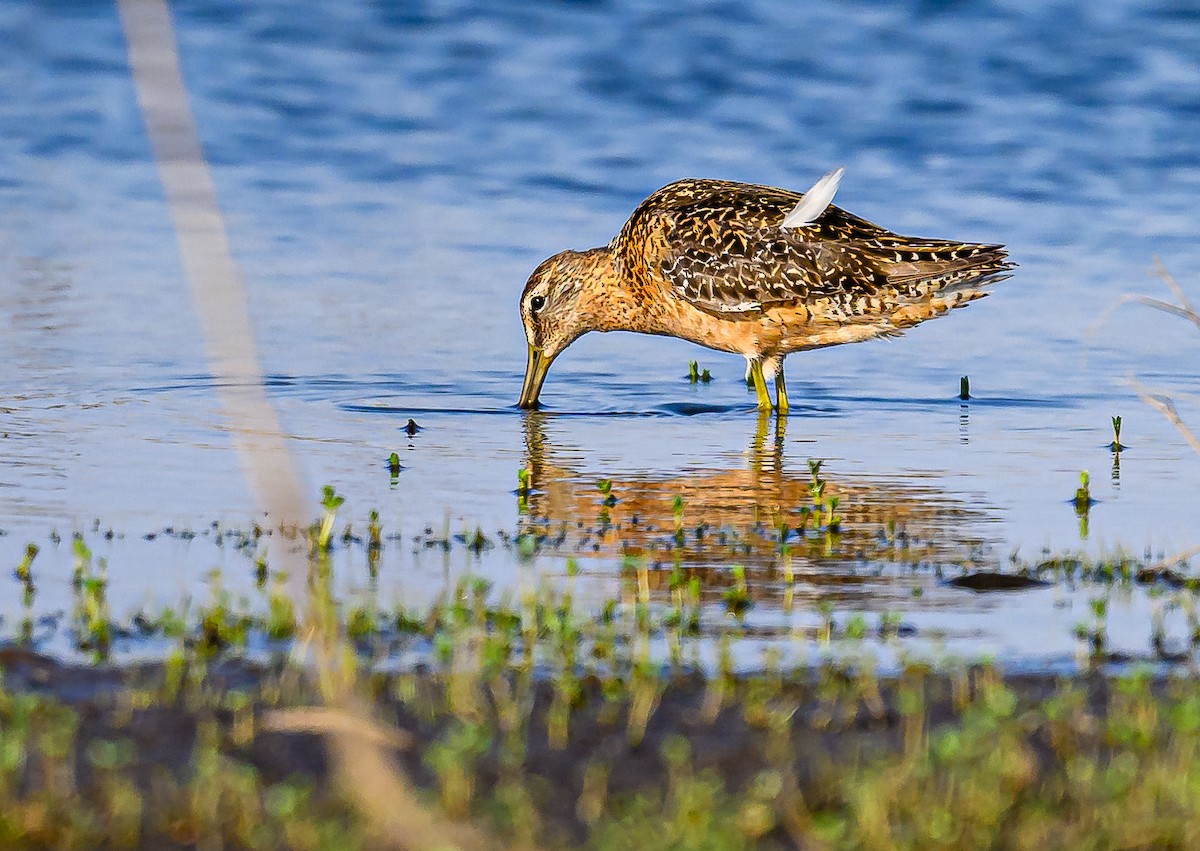 Long-billed Dowitcher - Ken Miracle