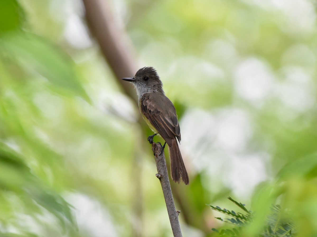 Dusky-capped Flycatcher (lawrenceii Group) - Sergio Abad Garcia