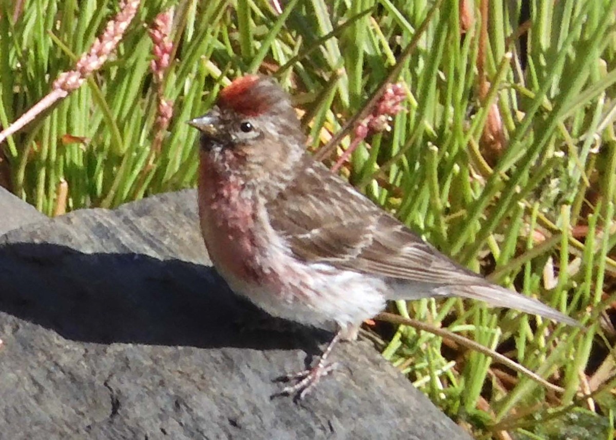 Common Redpoll - ML622513710