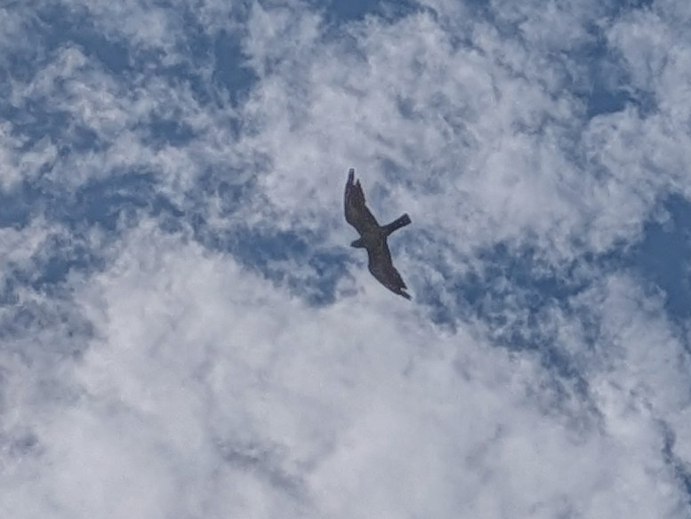 Mississippi Kite - ML622513736