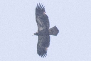 Bald Eagle - ML622513790