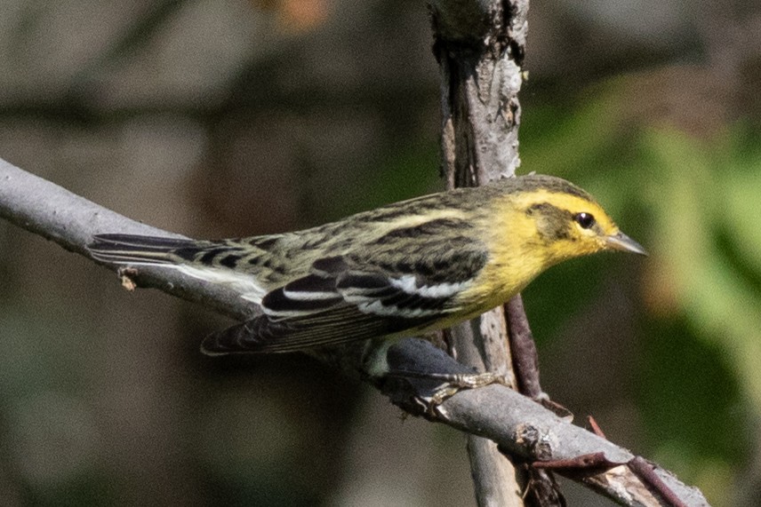 Blackburnian Warbler - ML622513794