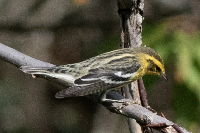 Blackburnian Warbler - ML622513795