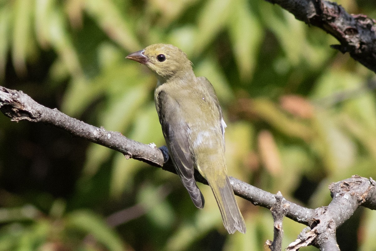 Scarlet Tanager - David Brown