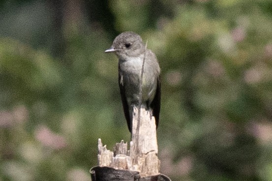 Eastern Wood-Pewee - ML622513804