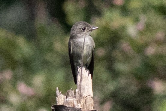 Eastern Wood-Pewee - ML622513805